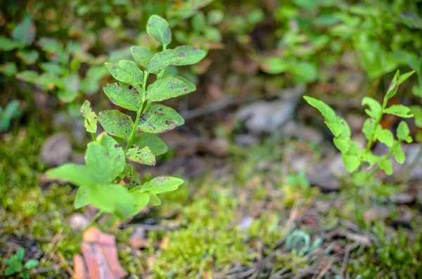 Blueberry plants with green leaves on the ground — Stock Photo, Image