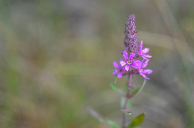 Ivan-Çay çiçekleri veya sally yakın çekim çiçek