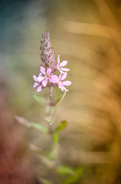 Blumen von Ivan-Tee oder blühenden Sally Nahaufnahme — Stockfoto