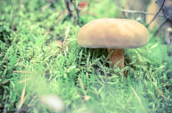 Small brown Boletus growing in autumn green moss — Stock Photo, Image