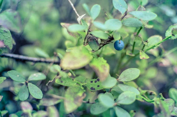 Φυτά βατόμουρου με πράσινα φύλλα στο έδαφος — Φωτογραφία Αρχείου