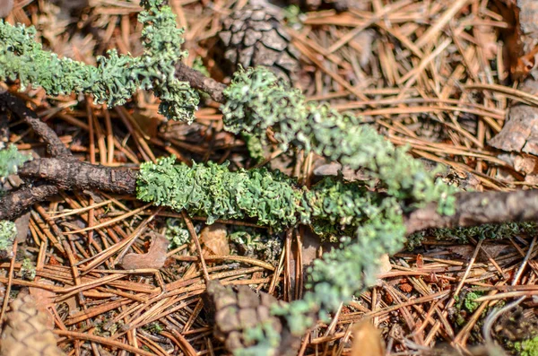 草的背景，凹凸，苔和棍子的背景 — 图库照片