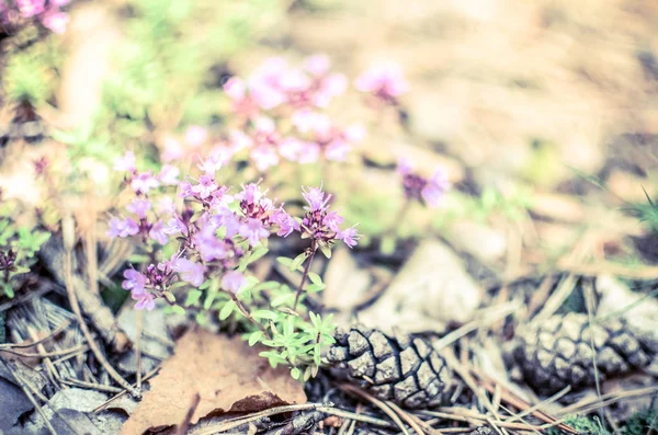 Zavíchni záběr hnědých Pinus coulteri borových hlávek s purpurovou tymou květinou a mechem pozadí v lese — Stock fotografie