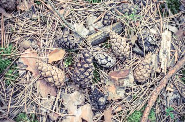 Çam darbeleri ve iğneler sonbahar ormanında yerde yatıyor