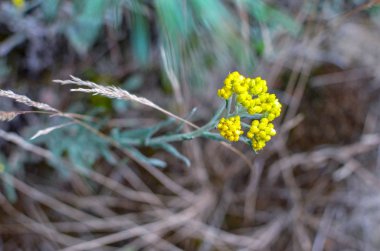 Bulanık arkaplanda sarı helchrysum arenarium immortelle çiçekleri