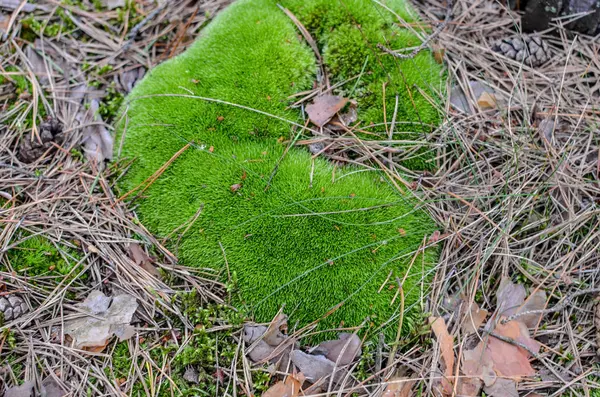 Bakgrund av gräset, stötar och mossa — Stockfoto