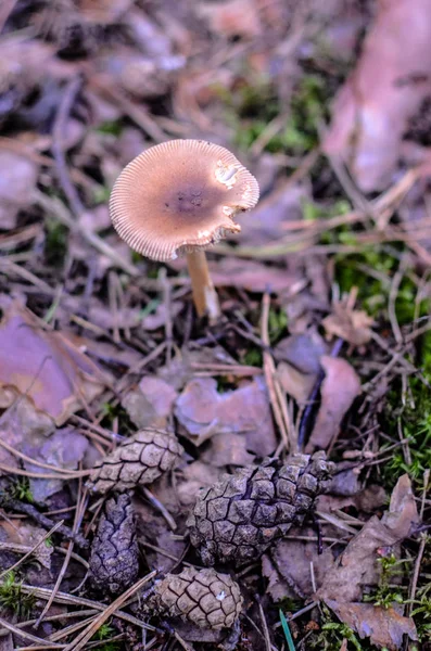 Jamur yang dapat dimakan hutan tumbuh di hutan pinus — Stok Foto