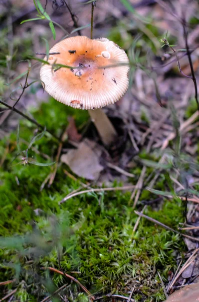 Jamur yang dapat dimakan hutan tumbuh di hutan pinus — Stok Foto