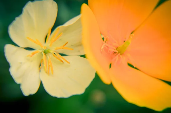 White and orange eschscholzia on the meadow closeup with blured background — 스톡 사진