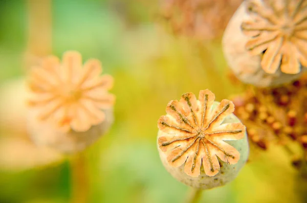 Poppy seed buds seen from above background