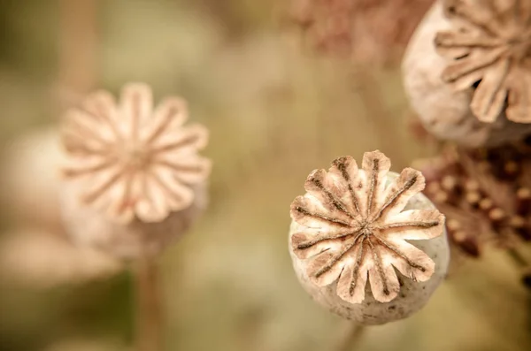 Poppy seed buds seen from above background