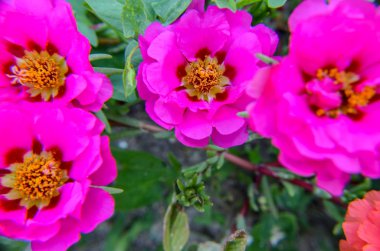 Doğal gün ışığı yeşil yaprakları arka plan pembe ve kırmızı portulaca terry çiçekler