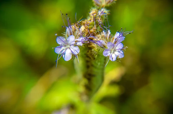 Eine Nahaufnahme des Feldes blauer und lila Blüten mit dem Namen Spitzen-Phazelie — Stockfoto