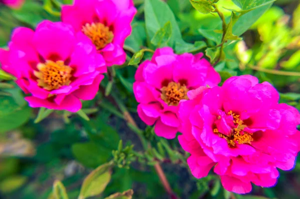 Rosa e vermelho portulaca terry flores em luz natural verde folhas fundo — Fotografia de Stock
