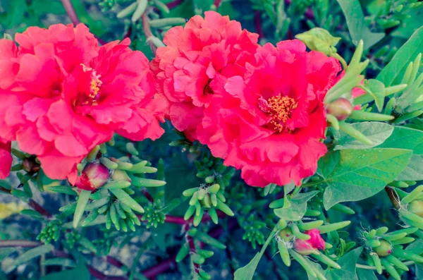 自然な昼光の緑の葉の背景にピンクと赤のポルトゥラカテリーの花 — ストック写真