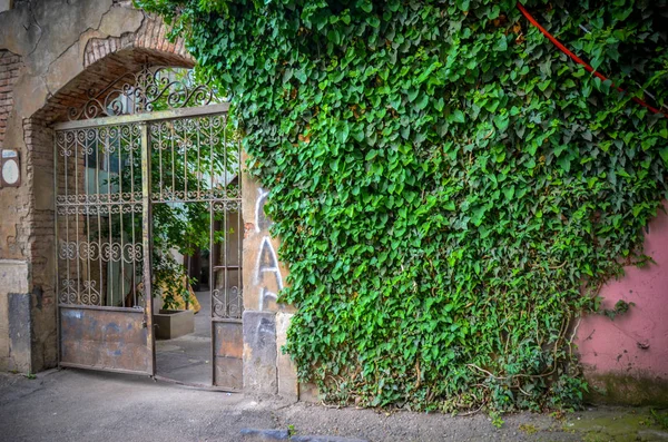 Dveře ve starém domě nebo v hradách pokrytých nevlastním, volně žijícími listy a branky, břečťan v Tbilisi — Stock fotografie