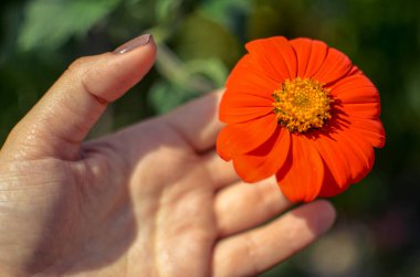 Elinde çiçek tutan güzel kırmızı dahlia Görüntü