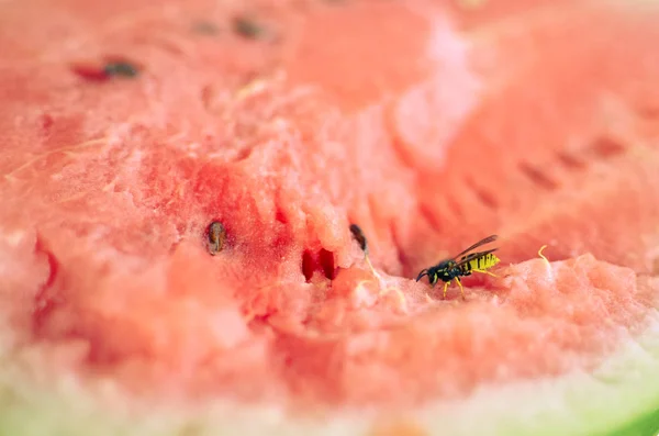 Wasp eats a red watermelon in nature — Stock Photo, Image