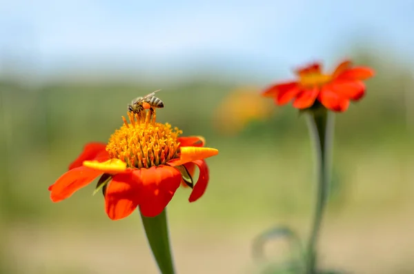 Humblee-abelha sentado em uma flor vermelha Dahlia — Fotografia de Stock