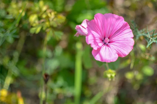 Lavatera or malopa. pink. Photo from above — Stock Photo, Image