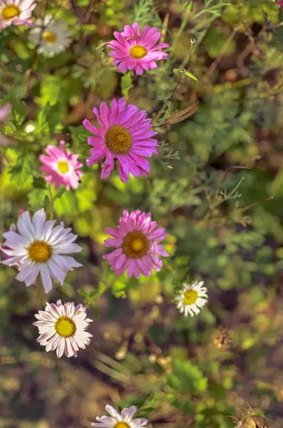 Flores brancas e rosa aster no canteiro de flores — Fotografia de Stock