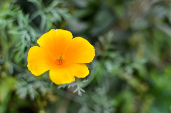 Orange eschscholzia auf der Wiese Nahaufnahme mit blauem Hintergrund — Stockfoto