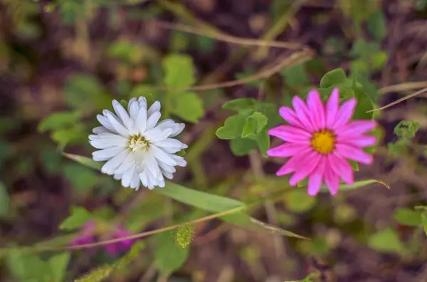 Flores brancas e rosa aster no canteiro de flores — Fotografia de Stock