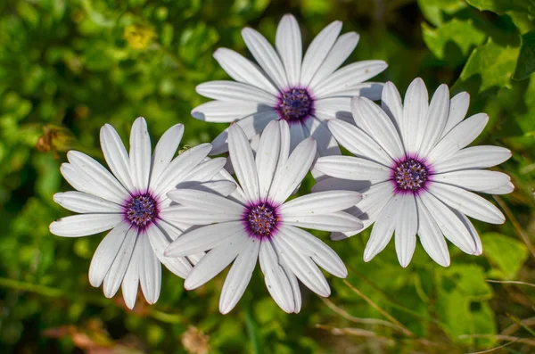 Closeup of Osteospermum White Cape daisy with purple center