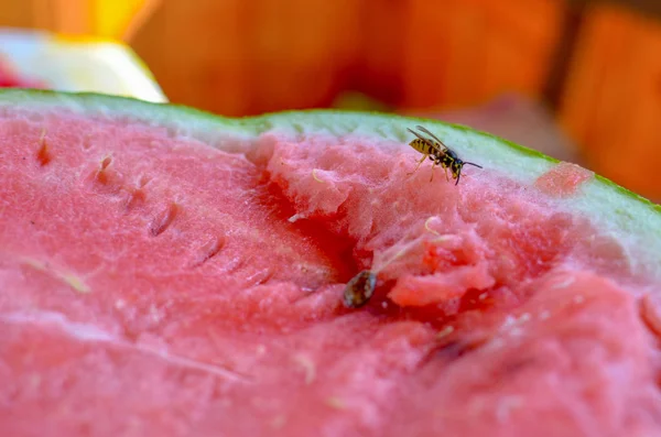 Wasp eats a red watermelon in nature — Stock Photo, Image