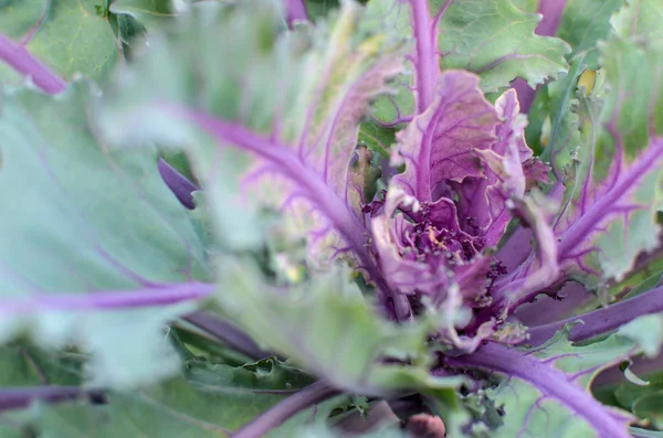 Col verde y púrpura o repollo violeta planta vegetal —  Fotos de Stock