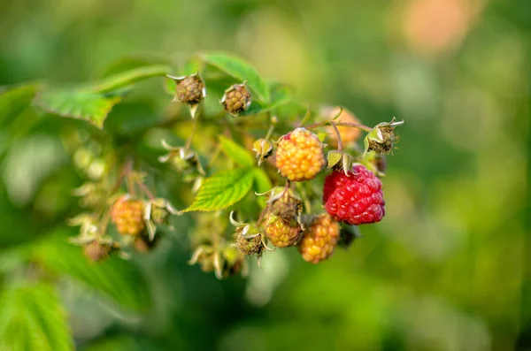 Framboesas cultivando bagas orgânicas closeup no jardim de frutas — Fotografia de Stock