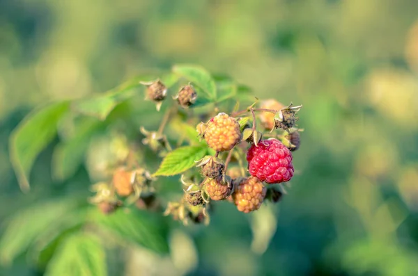 Framboesas cultivando bagas orgânicas closeup no jardim de frutas — Fotografia de Stock