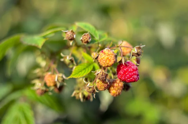 Framboesas cultivando bagas orgânicas closeup no jardim de frutas — Fotografia de Stock