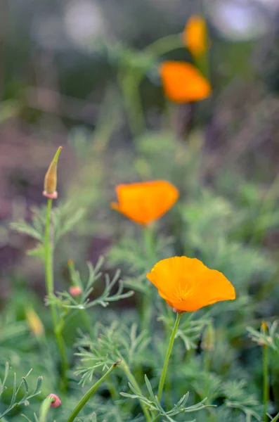 Bulanık arka plan ile çayır closeup turuncu eschscholzia — Stok fotoğraf