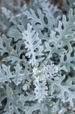 Centaurea cineraria bitkigri yumuşak saçakleri