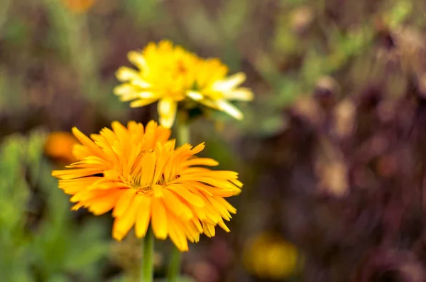 Gelbe und orangefarbene Ringelblumen blühen, Ringelblumen im Garten — Stockfoto