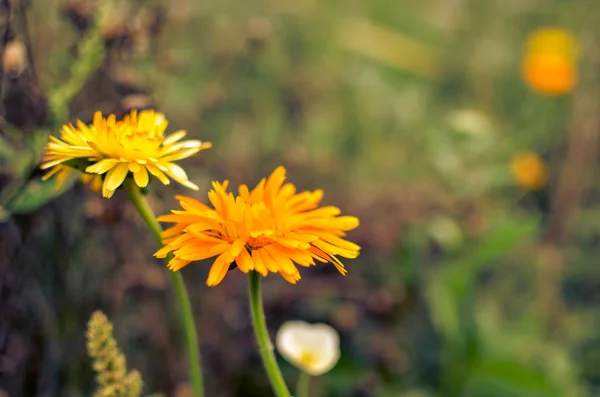 Gelbe und orangefarbene Ringelblumen blühen, Ringelblumen im Garten — Stockfoto