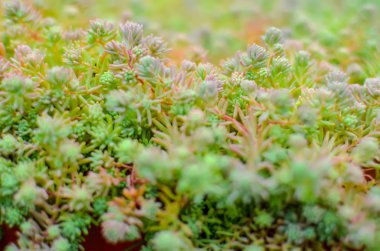 Sedum stonecrop İspanyol bir yaz içinde yakın
