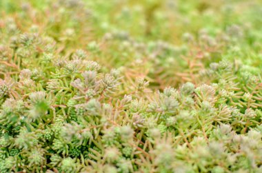 Sedum stonecrop İspanyol bir yaz içinde yakın