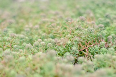 Sedum stonecrop İspanyol bir yaz içinde yakın