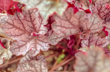 Heuchera micrantha plants with red leaves background clipart