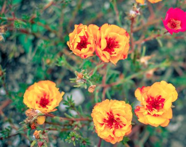 Bahçede renkli Purslane çiçekleri. Turuncu yosun gül, Portulaca veya Purslane arka plan.