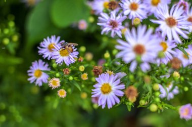 Çiçek yatağında mavi yaprakları ve sarı çekirdekli sonbahar çiçekleri