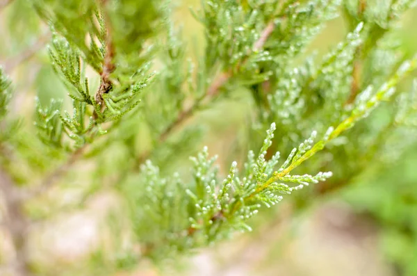 Enebro rama árbol textura verde aguja fondo desenfocado primer plano —  Fotos de Stock