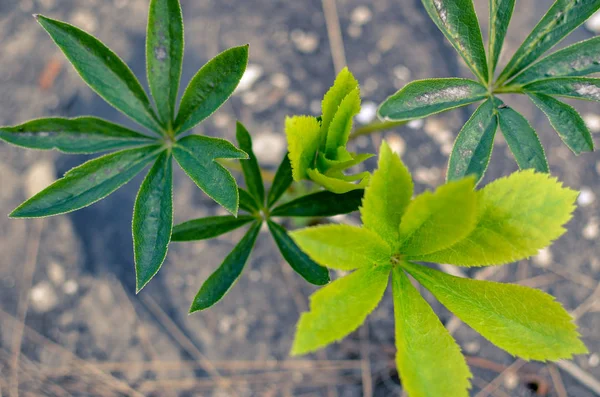 Lupin leaves in the early spring horizontal — Stock Photo, Image