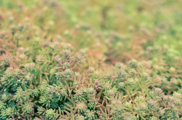 Sedum kamenecrop španělský v létě zavíjí — Stock fotografie