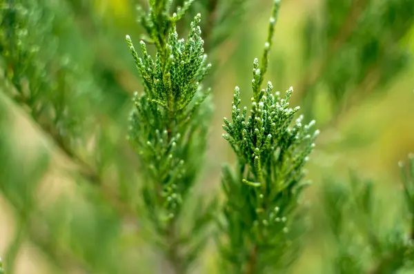 Juniper fa ág textúra zöld tű háttér defókuszált közeli — Stock Fotó