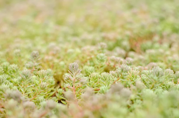 Sedum stonecrop Spanish close up in a summer — Stock Photo, Image