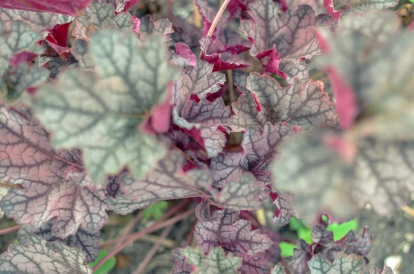 Heuchera drobnokwiatowa rośliny z czerwonym liści tle — Zdjęcie stockowe