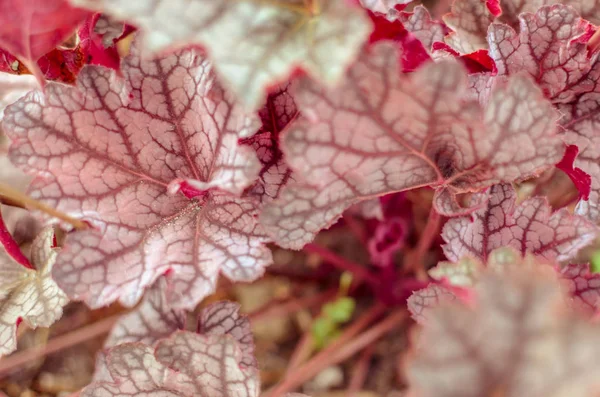 Heuchera drobnokwiatowa rośliny z czerwonym liści tle — Zdjęcie stockowe